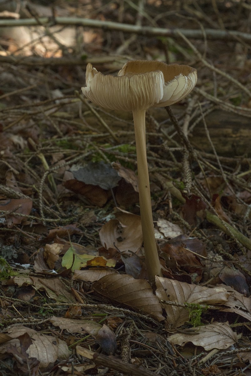 Demi Murning yalangoch fotosuratlari Jinsiy aloqa paytida qusish